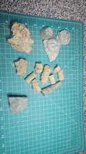 Crinoid Flower, Stems And Holdfast Including Ones With Crystal Replacement picture