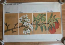 Vintage Poster Apple Tree Cycle of Growth classroom science botany ortho fruit picture