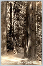 RPPC Vintage Postcard - Portals of California Greatest Play Ground - Posted picture