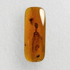 HUGE SNAKEFLY in Burmese / Burmite amber fossil / 100% genuine amber picture