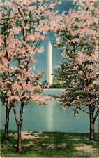 Brooklyn, Washington Monument, Cherry Blossoms, Washington, Cherry Postcard picture