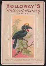 Yellow Casque Black Hornbill 1930s Holloway's Natural History Series Birds #5 picture