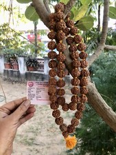 LAB CERTIFIED 5 Mukhi RUDRAKSHA Rudraksh Mala ROSARY 54+1 Big Beads 18-20 mm Ylw picture