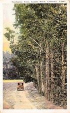 Laguna Beach CA California Eucalyptus Trees Forest Ave Pasadena Vtg Postcard F29 picture