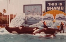 1970s Shamu Killer Whale Orca Marine Show Trainers SeaWorld Performance picture