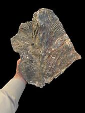 Exquisite Moroccan Crinoid Sea Lily Fossil - A Window into Prehistoric Seas, a r picture