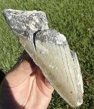 4.60” Megalodon Shark Tooth Fossil Real Shark Teeth No Restoration Partial picture