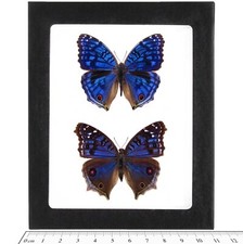 Precis rhadama MALE + FEMALE PAIR blue buckeye butterflies Africa FRAMED picture