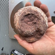 Ready to prep large Ammonite, Pemian Timor picture