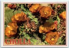 Postcard - Clusters Of Cholla Blooms - the Southwest picture