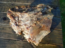Excellent Large Agate Limb Cast 35 lbs Central WA Vintage picture