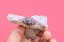 Rare Species Scabriscutellum Trilobite Fossil Devonian Morocco Natural Specimen picture