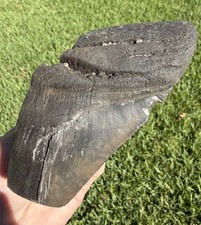 4.84” Megalodon Shark Tooth Fossil Real Shark Teeth No Restoration Partial picture