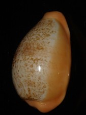 528 Cypraea langfordi 60.3mm TOP GRADING IMPORTANT NATURAL SEASHELL RARE BEAUTY picture