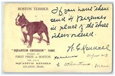 1909 Boston Terrier Squantum Kennels Dog Show Atlantic Massachusetts MA Postcard picture