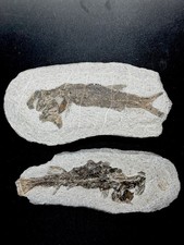 2 pcs fossil fish ，perleidus,  Jurong China picture