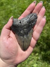 Large Megalodon Shark Tooth- Natural 3.3” Miocene Age Fossilized Shark Tooth picture