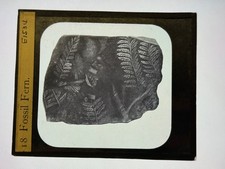 Antique Magic Lantern Slide Fossil of Prehistoric Fern picture