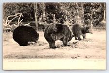 RARE* HAYNES YELLOWSTONE POSTCARD, GREY SERIES GREEN BACK UNDIVIDED picture