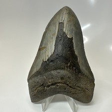 Megalodon Shark Tooth 4.84 Inch - Beautiful - Natural Fossil - Authentic 20602 picture