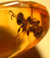 Superb Extinct True Bee in Dominican Amber Fossil Los CaCaos Mines picture