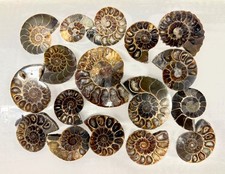 Wholesale Lot 1 lb Natural Ammonite Fossil Crystal Nice Quality Healing Energy picture