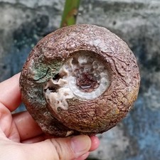 360G  RARE COLLECTION PERMIAN BULK MATRIX ROUGH CALCITE AMMONITE FOSSIL MOLLUSCA picture