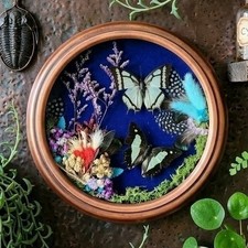 Handmade Butterfly Taxidermy Shadow Box Wall Hanging Round Oddities Witchy Decor picture