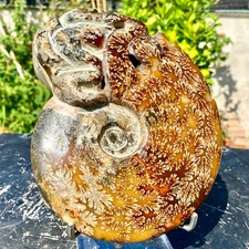 2.71LB Rare Natural Tentacle Ammonite FossilSpecimen Shell Healing Madagascar. picture