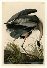 Great Blue Heron Vintage Birds of America Audubon Reprint Wall Art picture