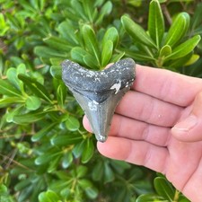 MEGALODON SHARK TOOTH  - 2.66” AUTHENTIC Real Fossil picture