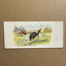 1929 Dog Pictures V13 #12 Foxhound. The Cowan company #12 picture
