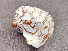 Noble Volute Seashell Voluta Nobilis (1 shell approx. 6+ inches) picture