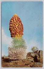 Haleakala Silversword Plant Postcard Maui Hawaii 1976 Curt Teich Postmarked picture