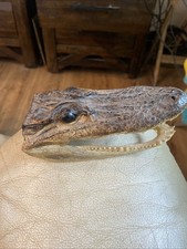 5 1/2” Small Alligator Caimen Head Face Taxidermy Sharp Teeth Glass Eyes picture