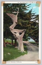 Monterey Peninsula California, Ghost Tree on 17 Mile Drive, Vintage Postcard picture