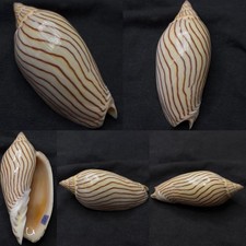 Volutidae Amoria ellioti Sea Shell, 73mm picture