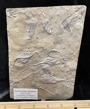 Hard Square of Crinoid Fossils, Cape Gerardeau, MO picture