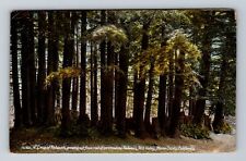 Marion County CA-California, Group Of Redwoods, Antique, Vintage Postcard picture