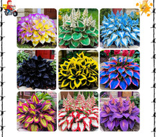220+ Mixed Rare Hosta Seeds for Planting-Attract Pollinators Perennial Garden picture