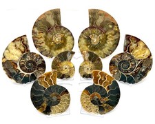 LARGE Genuine Ammonite Fossils From Madagascar - Choose Single or Matching Pair picture