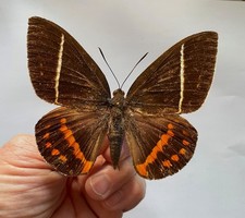 CASTNIA(Amauta) PROCERA****male  Nr. 2 **** Southern Costa Rica picture