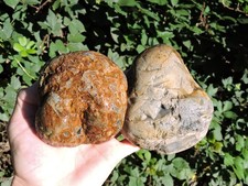 PAIR of ODD & UNUSUAL PNW Natural Rhyolite or Chert Stone Nodules (3 lb+ total) picture