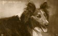 Dog Collie or Sheltie RPPC 'Dont Make Me Laugh' Postcard Antique 1910 picture