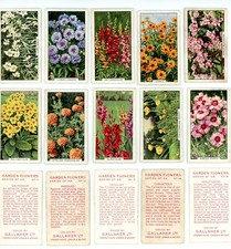 1938 Gallaher Cigarettes Garden Flowers COMPLETE SET 48 Cards picture