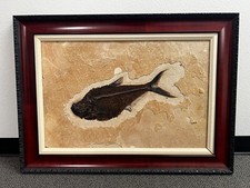 Fossil 