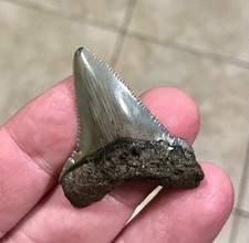 SWEETLY RARE & SLIGHTLY PATHOLOGICAL -B.VALLEY,FL- AURICULATUS SHARKTOOTH FOSSIL picture