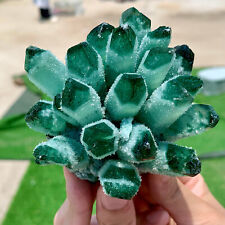 391G Newly Discovered Green Phantom Quartz Crystal Cluster Minerals picture