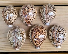 Vtg. Sea Shell Lot 6 Large Cypraea Tigris  Cowrie Shells Sea Snail 2.5 Inches picture
