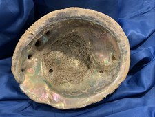GIANT trophy Red Abalone Shell Over 7.25